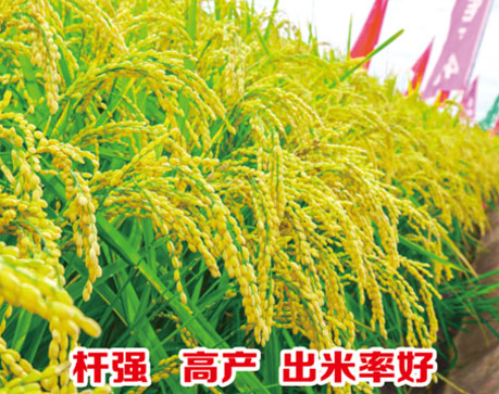 莲育420